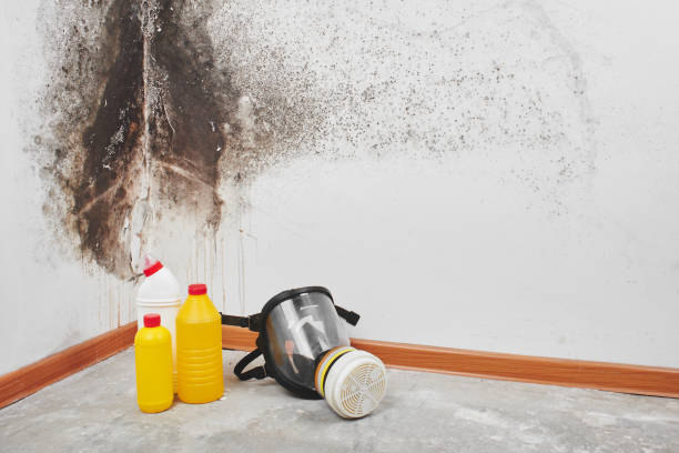Best Commercial Mold Removal  in University Of Virginia, VA