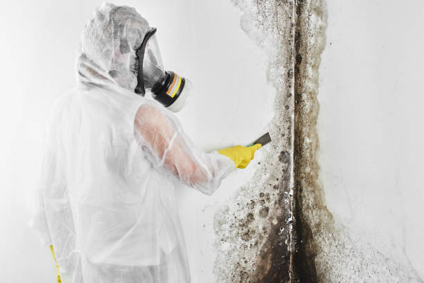 Best Local Mold Removal Service  in University Of Virginia, VA
