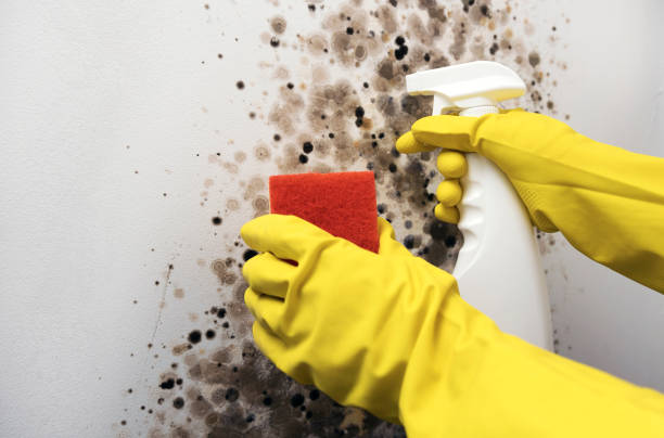 Best Toxic Mold Removal  in University Of Virginia, VA