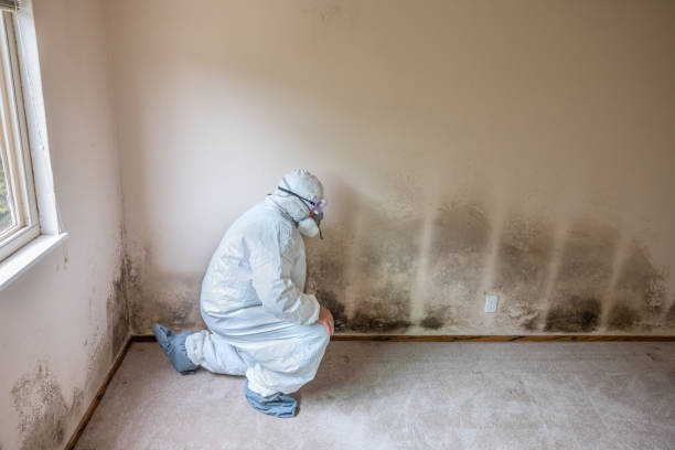 Reliable University Of Virginia, VA Mold Removal Solutions