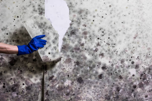 Best Water Damage Restoration  in University Of Virginia, VA